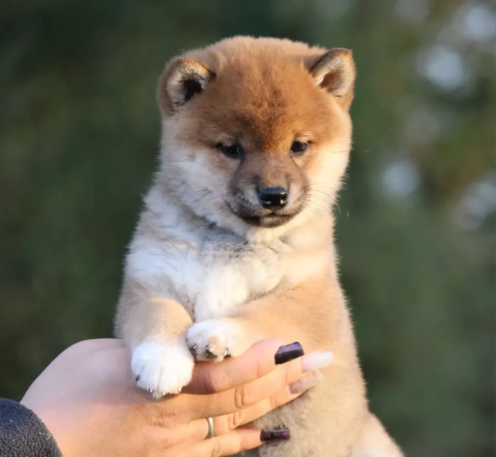 Shiba
