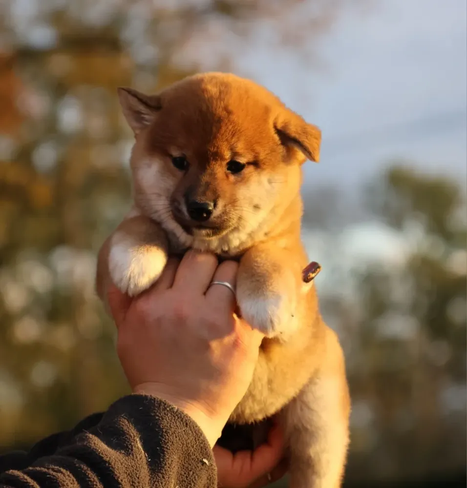 shiba-face