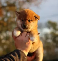 shiba-face
