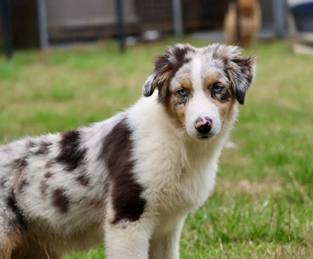berger-autralien-face