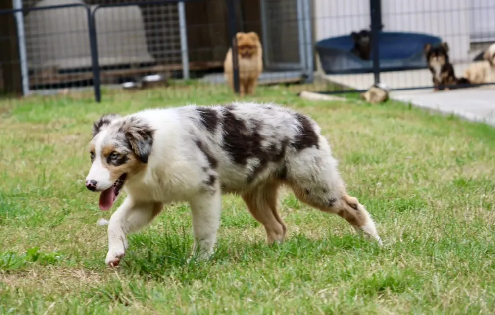 berger-australien-profil