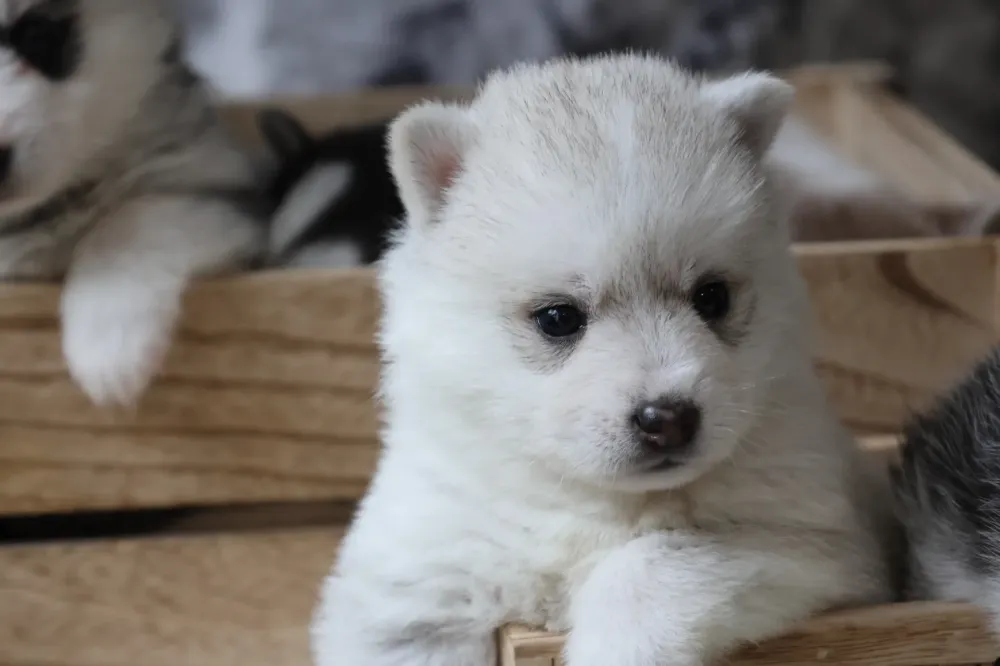 pomsky-blanc