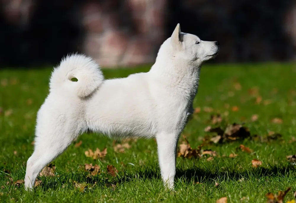 Élevage hokkaido à Mauron